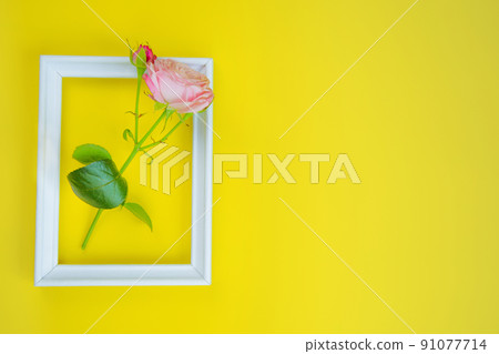 There is a pink rose flower in a white wooden frame, with a place for text on a bright yellow background. High quality photo There is a pink rose flower in a white wooden frame, with a place for text on a bright yellow background. High quality photo 91077714