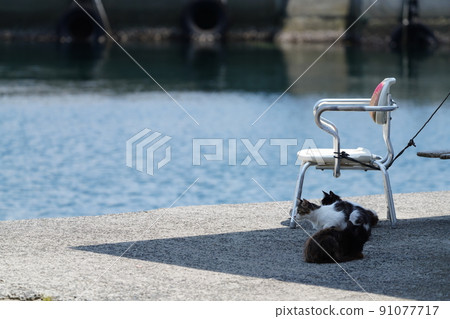 A cat spending time in the shade in a quiet fishing port A cat spending time in the shade in a quiet fishing port 91077717