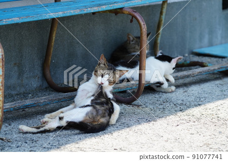 A cat spending time in the shade in a quiet fishing port A cat spending time in the shade in a quiet fishing port 91077741