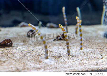 水族館很有趣 水族館很有趣 91077793