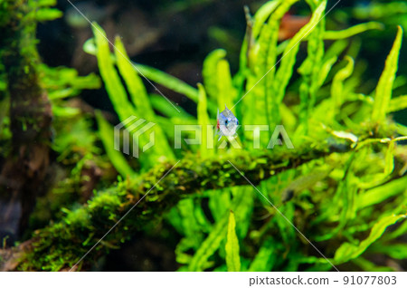 Aquarium is fun Aquarium is fun 91077803