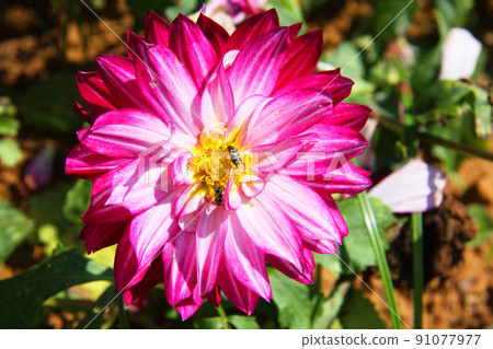 大麗花種植在聖保羅郊區 大麗花種植在聖保羅郊區 91077977