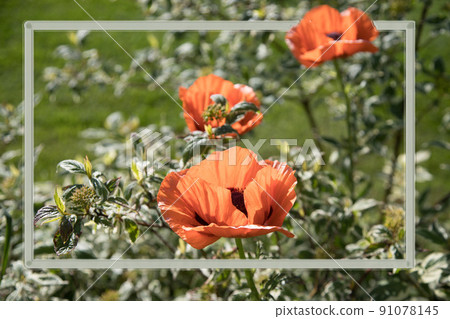 Background image with blooming poppies in a frame. Background image with blooming poppies in a frame. 91078145