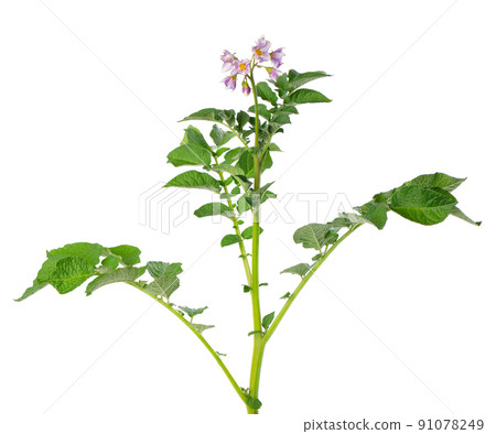 Potato bush with pink flowers isolated on white background. Flowering potato bush. Clipping path. Potato bush with pink flowers isolated on white background. Flowering potato bush. Clipping path. 91078249