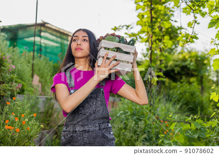 volunteer in organic vegetables garden agriculture. Venezuelan Latin woman harvesting. urban garden 91078602