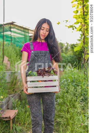 volunteer in organic vegetables garden agriculture. Venezuelan Latin woman harvesting. urban garden volunteer in organic vegetables garden agriculture. Venezuelan Latin woman harvesting. urban garden 91078604