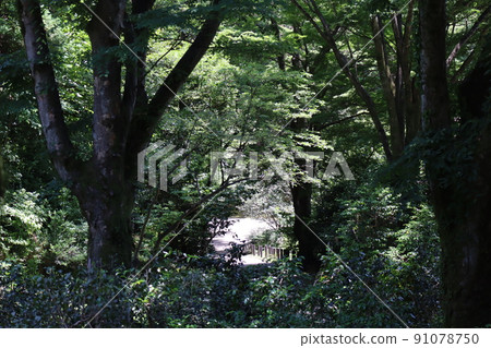 A landscape where you can see the road beyond the forest of green trees A landscape where you can see the road beyond the forest of green trees 91078750