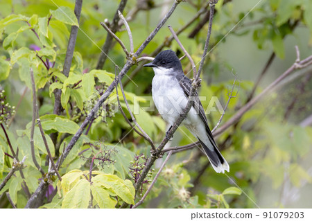 Eastern kingbird bird 91079203