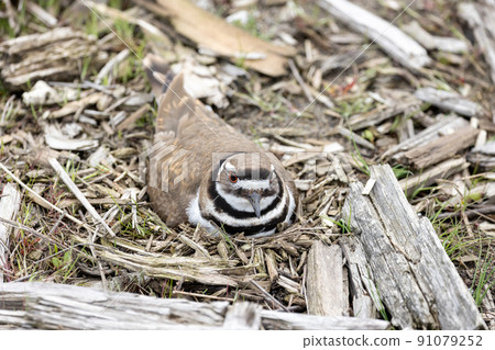 Killdeer bird nest 91079252
