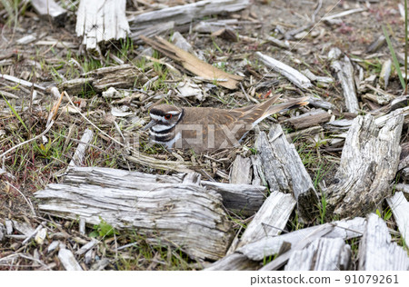 Killdeer bird nest 91079261