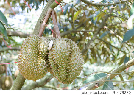 durians on the durian tree in an organic durian orchard. durians on the durian tree in an organic durian orchard. 91079270