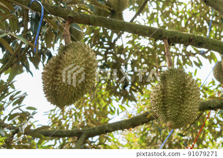 durians on the durian tree in an organic durian orchard. durians on the durian tree in an organic durian orchard. 91079271