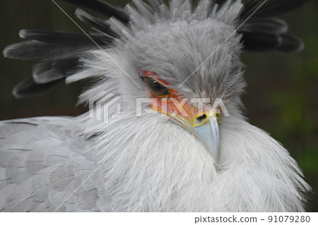 Secretarybird 22 Secretarybird 22 91079280