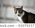 Cat opening his mouth 91079337