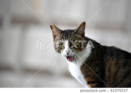 Cat opening his mouth 91079337