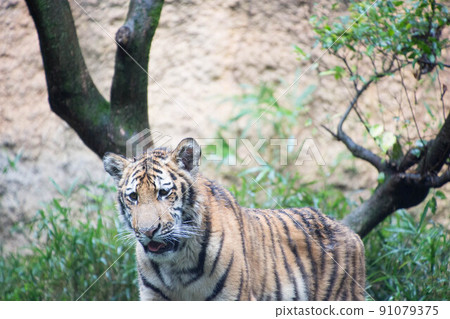 Child tiger Child tiger 91079375