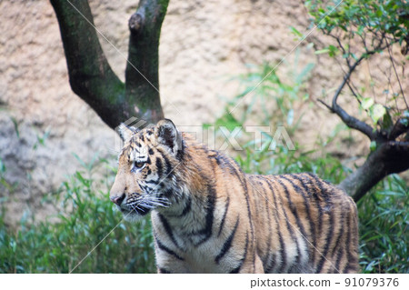 Child tiger 91079376