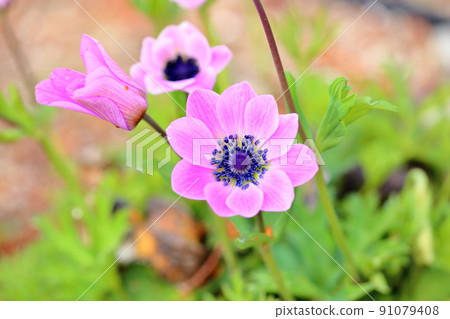 銀蓮花屬的花 91079408