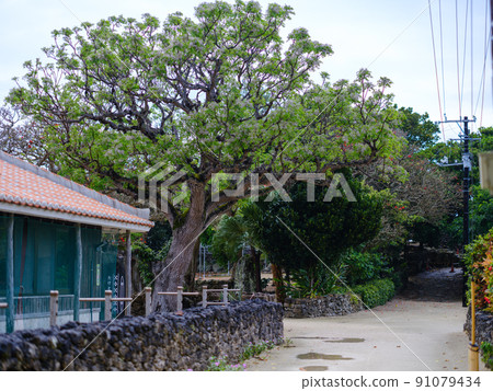 竹富島的城市景觀 91079434