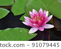 Water lily 91079445