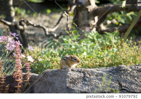 曬太陽的花栗鼠 91079792