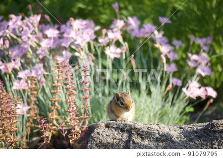 曬太陽的花栗鼠 91079795