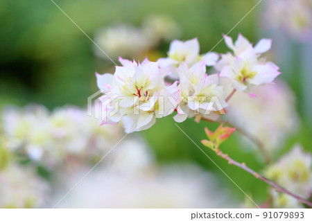 九重葛花 91079893