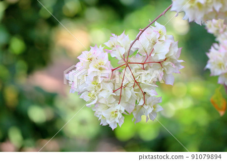 九重葛花 九重葛花 91079894