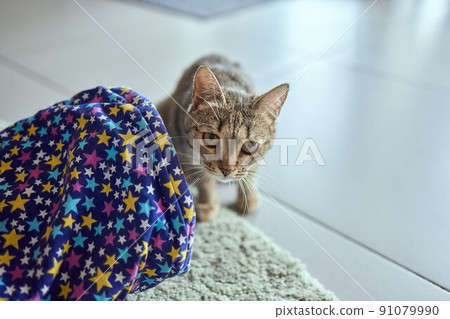 Calico Cat Framed and Alert in Cat Tunnel Toy. 91079990