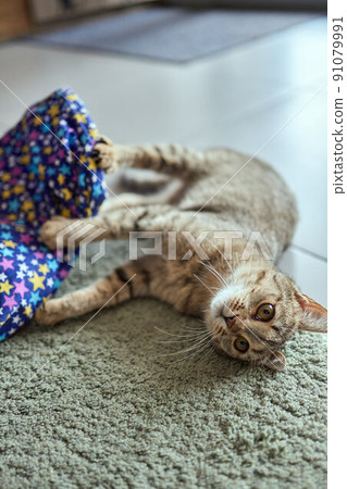 Calico Cat Framed and Alert in Cat Tunnel Toy. 91079991