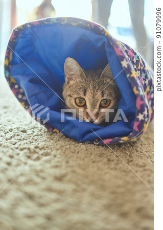 Calico Cat Framed and Alert in Cat Tunnel Toy. Calico Cat Framed and Alert in Cat Tunnel Toy. 91079996