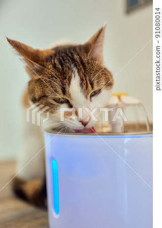 Pet water dispenser with automatic gravity refill. Pet water dispenser with automatic gravity refill. 91080014