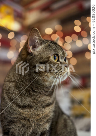 Cat breed British Blue is on the table. 91080026