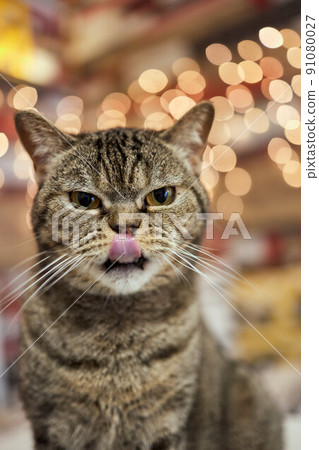 Cat breed British Blue is on the table. Cat breed British Blue is on the table. 91080027