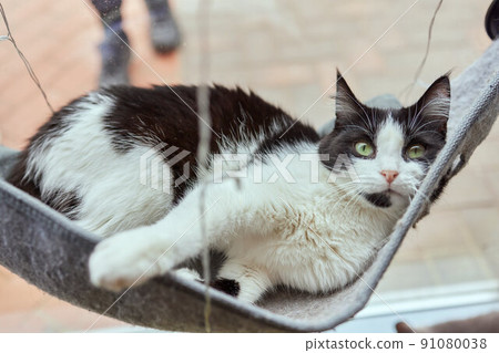 cute cat laying in wall glass mounted bed. cute cat laying in wall glass mounted bed. 91080038
