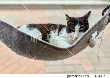cute cat laying in wall glass mounted bed. cute cat laying in wall glass mounted bed. 91080040