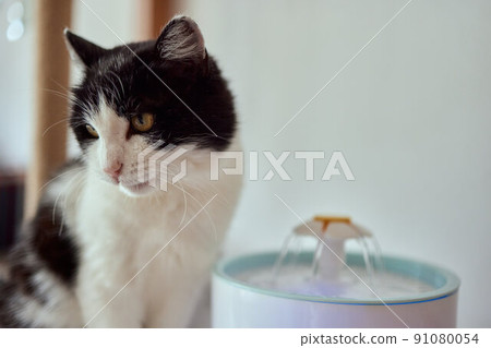 Pet water dispenser with automatic gravity refill. 91080054