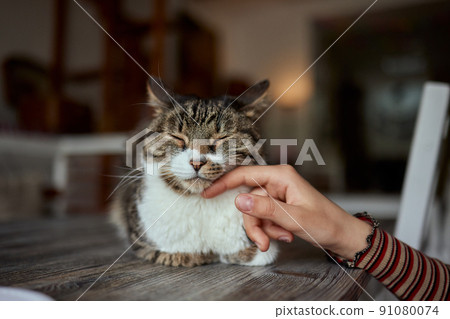 cute tabby little kitten european shorthair cat in hands. 91080074