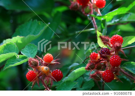 Egiga strawberry 91080078