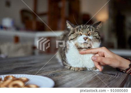 cute tabby little kitten european shorthair cat in hands. cute tabby little kitten european shorthair cat in hands. 91080080