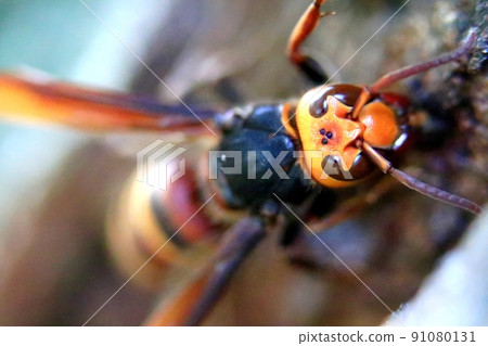 蜜蜂鯨 蜜蜂鯨 91080131