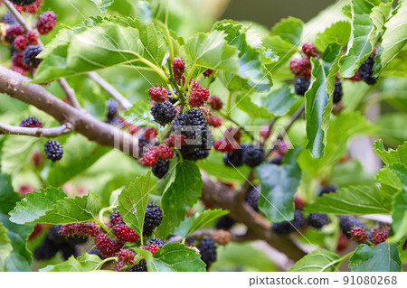 Morus alba / Mulberry_4 Morus alba / Mulberry_4 91080268