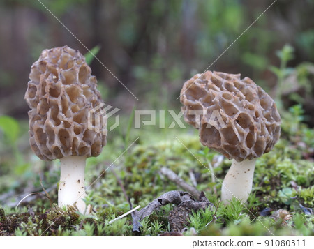 Ecological photographs of morels growing side by side 91080311