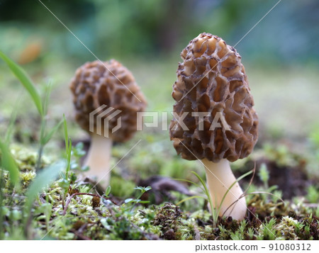 Ecological photographs of morels growing side by side 91080312