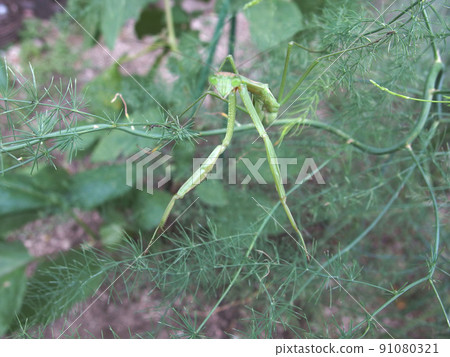 螳螂捕食鐮狀生物 91080321