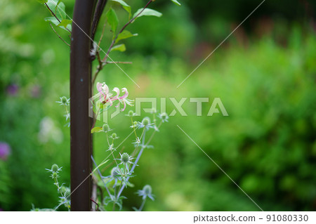 [Hokkaido] Ronicera blooming in the English garden 91080330
