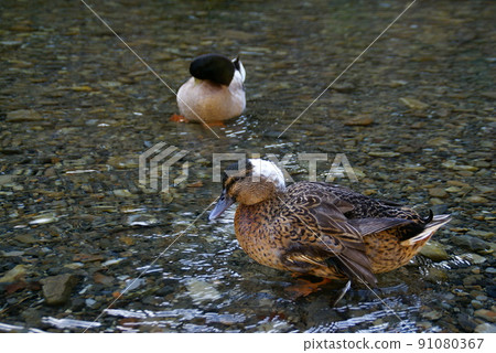 Duck Duck 91080367