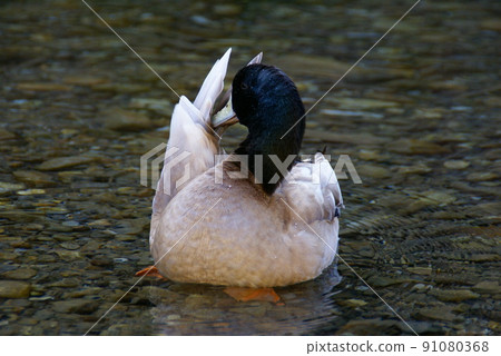 Duck Duck 91080368