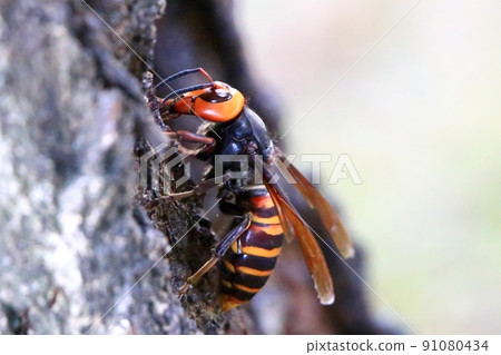 Wheatstone Wheatstone 91080434