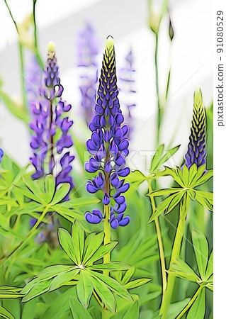 Pastel-like "Lupinus in full bloom" illustration image Pastel-like "Lupinus in full bloom" illustration image 91080529